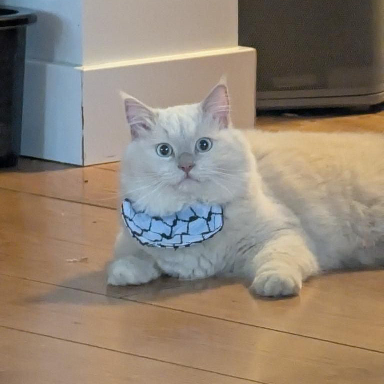 White cat wearing a palestinian keffiyeh scarf  on a wooden floor