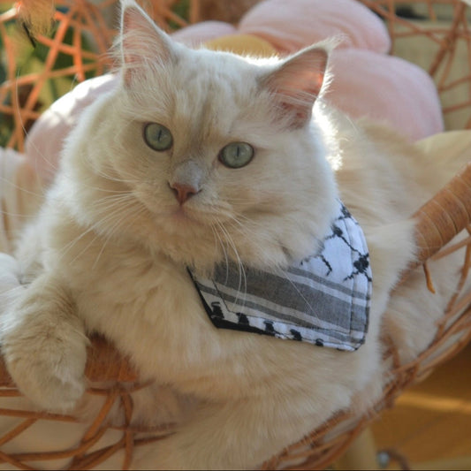 Cat wearing a palestinian keffiyeh scarf sitting on a chair with a blurred background