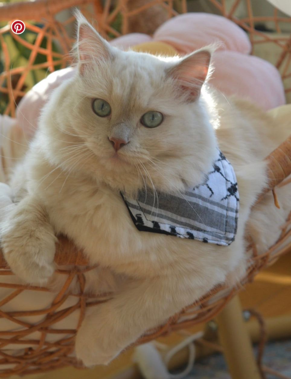 Cat wearing a palestinian keffiyeh scarf sitting in a wicker chair with a blurred background