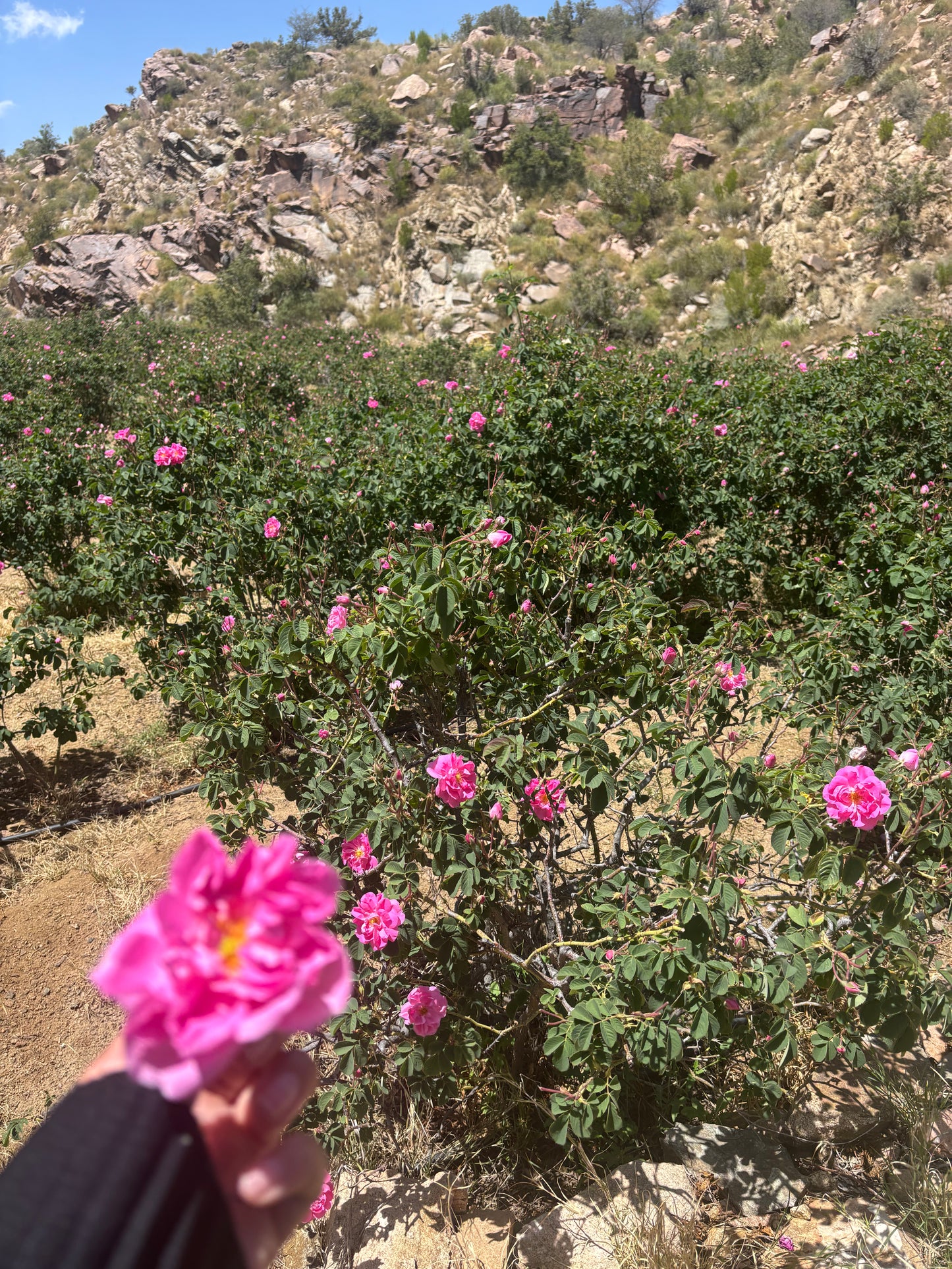 Taif Rose & Jasmine Oil — A Once-a-Year Bloom