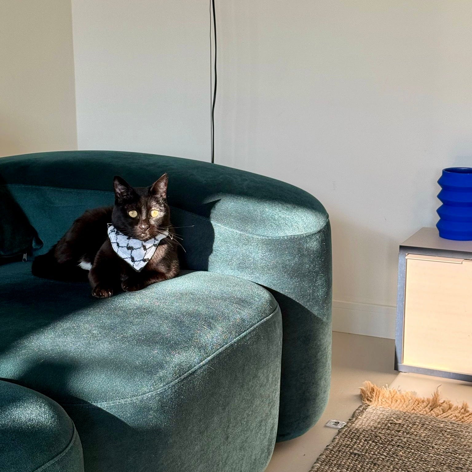 cat wearing a palestinian keffiyeh scarf