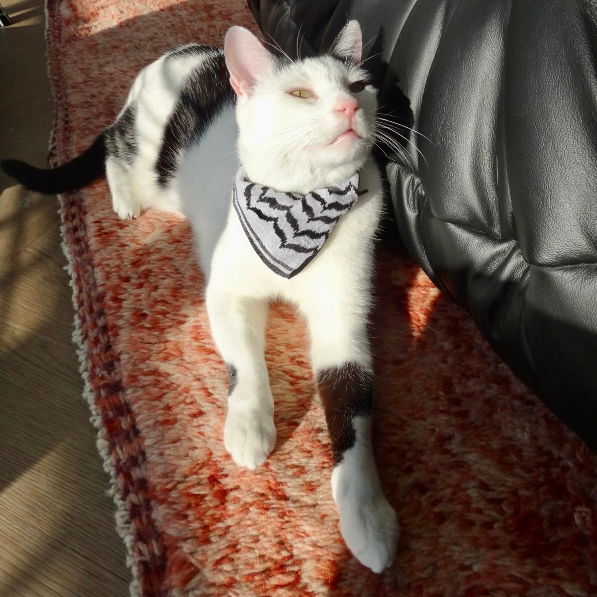 Cat wearing a palestinian keffiyeh scarf sitting on a textured surface.
