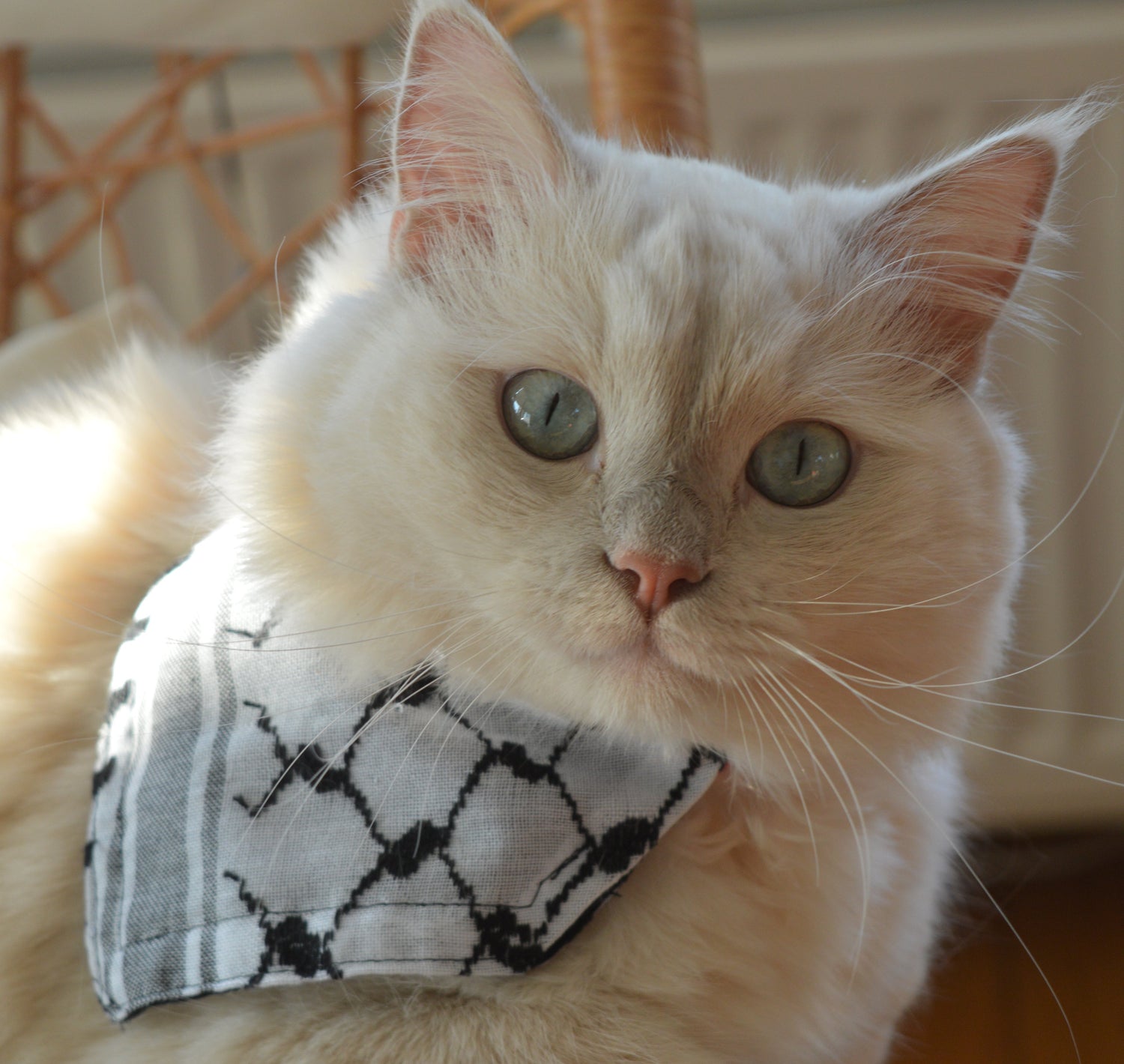Cute cat wearing a small black and white patterned scarf (keffiyeh ) on a chair