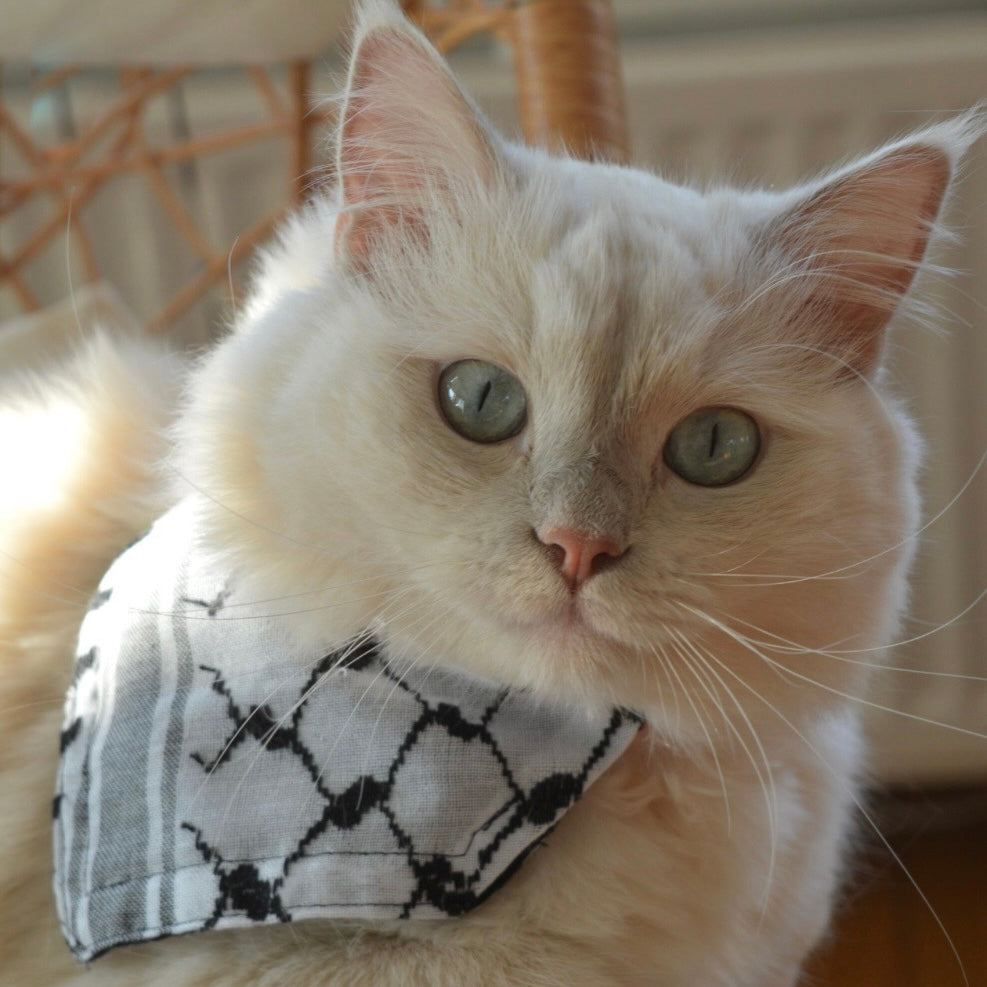 KATTFIYEH