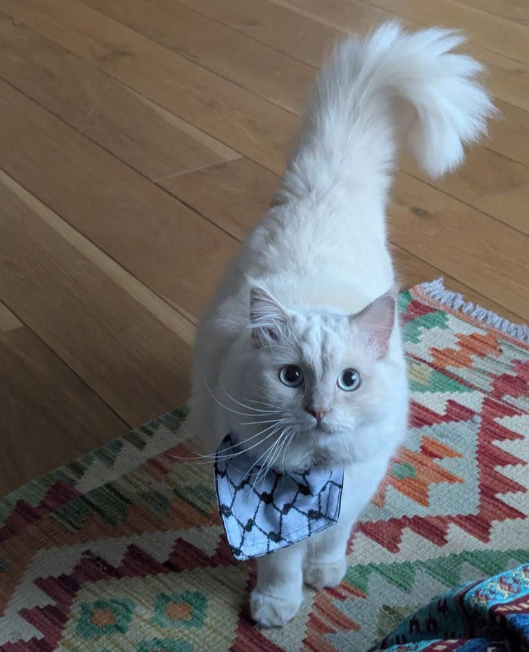 KATTFIYEH